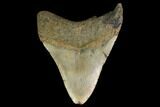 Fossil Megalodon Tooth - North Carolina #147777-1